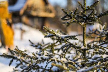 Christmas tree rural a tourism
