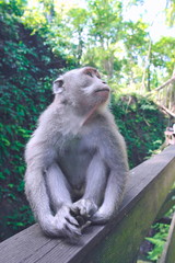 Naklejka na ściany i meble monkeys in a forest Park