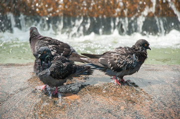three pigeons wash on the fountain