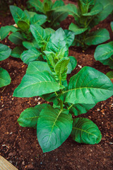 Blooming tobacco plants with leaves. Green leaf tobacco. Tobacco big leaf crops growing in tobacco plantation field.