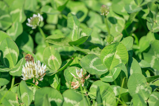 129 Best 三つ葉のクローバー Images Stock Photos Vectors Adobe Stock