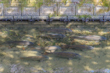 黒色の鯉　
Black carp