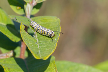 Monarch caterpillar feeding on a common milkweed leaf. 