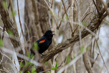 Red-winged Blackbird calling from a honeysuckle bush. 