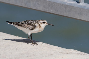Sanderling feeding on insects trapped in a spider web attached to the railing of a concrete pier. 