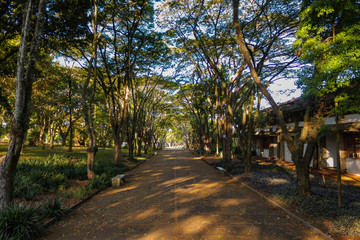 Tree Brazil Paraná University UEL