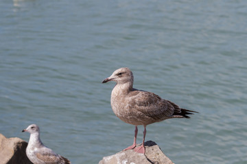 Immature Herring Gull standing on a large limestone rock. 