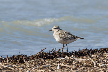 Black-bellied Plover walking along a beach covered in wood. 