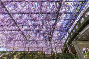 中山の大藤　Wisteria flower　福岡県柳川市