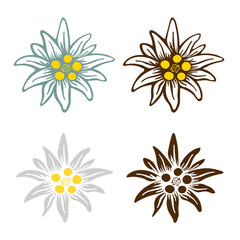 edelweiss flower icon vector alpine icon flat web sign symbol logo label - 344313721