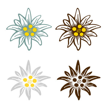 edelweiss flower icon vector alpine icon flat web sign symbol logo label