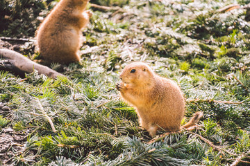 Naklejka na ściany i meble Closeup of an alpine marmot eating. Adult Brown Alpine Marmot Close Up. Marmota Marmota. alpine marmot and eats with the paws. Many squirrel rodents eat food