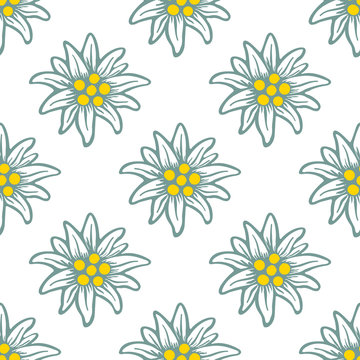 edelweiss flower icon vector alpine logo pattern, seamless, tile, background