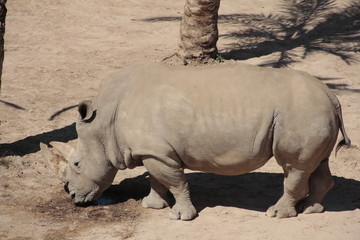 Obraz premium rhino in the zoo