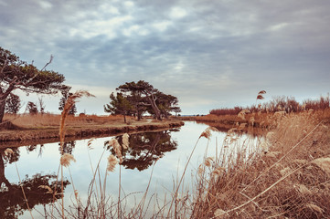 Pine trees reflecting in the water of wild ponds at sunset near Narbonne in the Aude in France