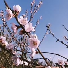 ветка цветущей вишни