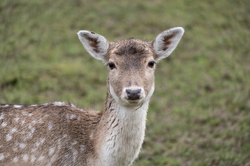 Deer