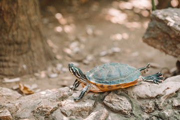 Sea turtles looking from the water in the reserve