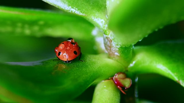 ladybug sitting on blade of grass against nature background
