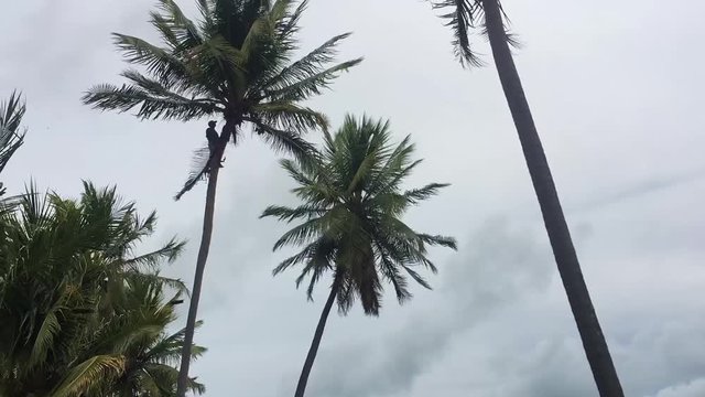 Alagoas, Brazil - mar 12 2020: Man on top of a coconut tree pruning the tree with a scythe