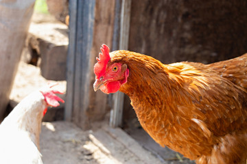 Close up head of a red brown hen in chicken coop on a blurry background. Concept of home farm