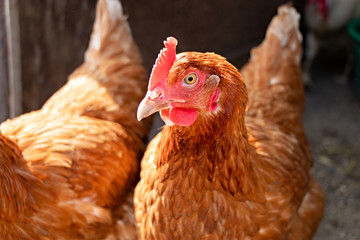 Close up head and eye of a red brown beautiful hen in chicken coop on sunny day. Concept of home farm