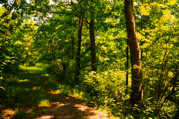 Obraz premium Trail Through the Forest