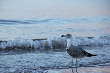 seagull on the beach