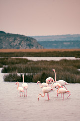 Flamingos in the middle of wild ponds at sunset near Narbonne in the Aude in France
