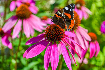 butterfly drinks nectar of a sweet echinacea flower