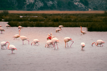Obraz premium Flamingos in the middle of wild ponds at sunset near Narbonne in the Aude in France