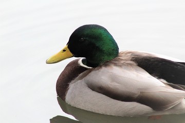 mallard duck on the lake