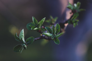 branch