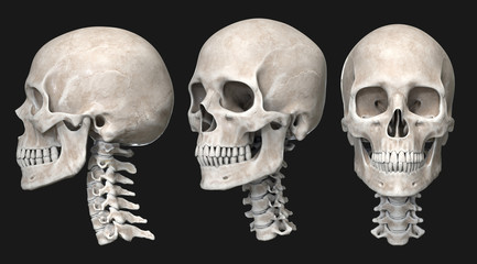 Human skull isolated on black, 3d render