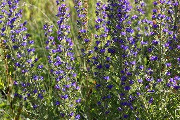 Close up texture of many Viper's Bugloss flowers ( Echium vulgare ) with green blossoms on a meadow
