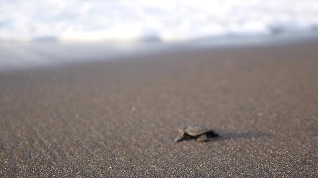 Cute mini turtle walking towards the ocean on black sand