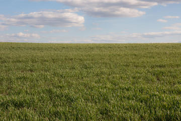Agriculture field. Green grass landscape