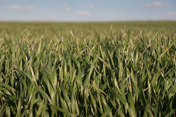 Rural landscape green field nature