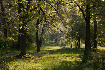 Morning summer sunlight forest landscape