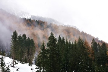 Fototapeta premium Il bosco montano di inverno