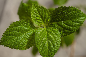 Green leaves of Plectranthus australis plants on a grey background