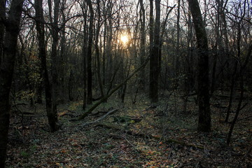 Fototapeta premium morning in the woods, утро в осеннем лесу