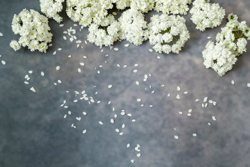 コンクリート壁背景のコデマリ