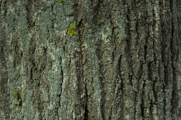 Obraz premium tree bark texture