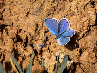 Mariposa azul
