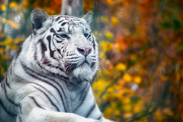 Closeup portrait of a majestic white tiger