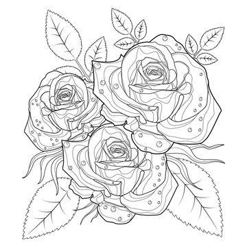 Coloring page rose flowers for adults. Stroke without fill. Vector romantic floral illustration. Wedding invitation. Greeting card. Outline style. Black contour sketch Isolated on white background.