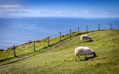 Slieve League, Ireland. April 2019.  
A couple of sheep graze on a nice green pasture on one of the beautiful Slieve League cliffs in County Donegal, Ireland.