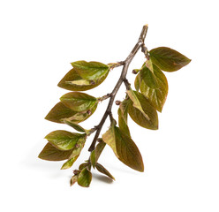 Fresh green leaves branch isolated on white background