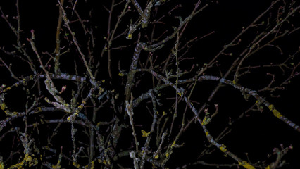 First spring buds on a tree brunch on dark night day. Design concept. Space for text.